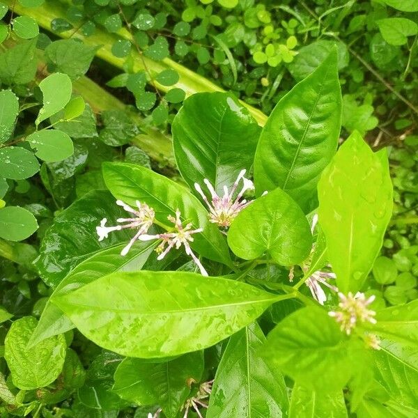 Rauvolfia serpentina Flor