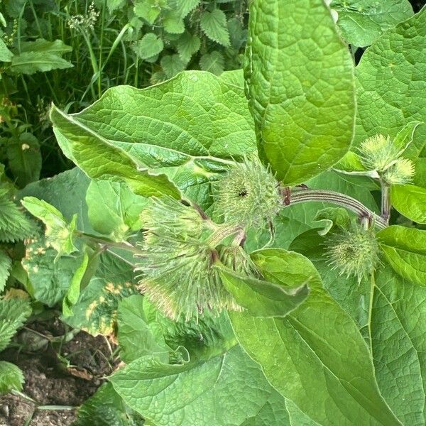 Arctium nemorosum Kukka