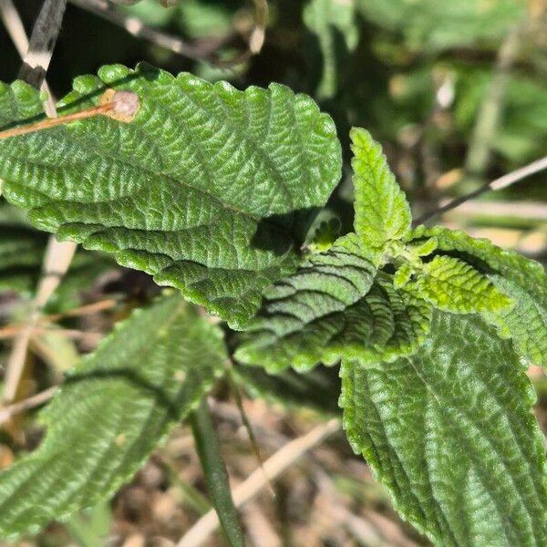 Lippia javanica Folha