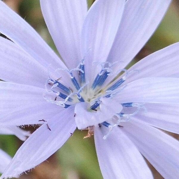 Cichorium intybus Flower