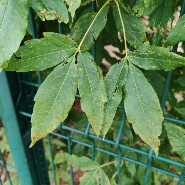 Acer triflorum পাতা