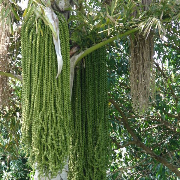 Caryota urens Плод