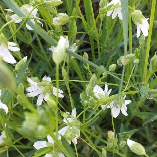 Rabelera holostea Flower