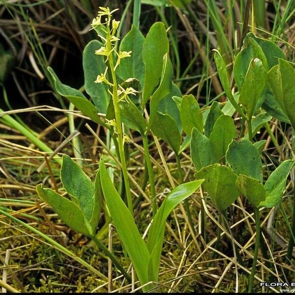 Liparis loeselii Flower