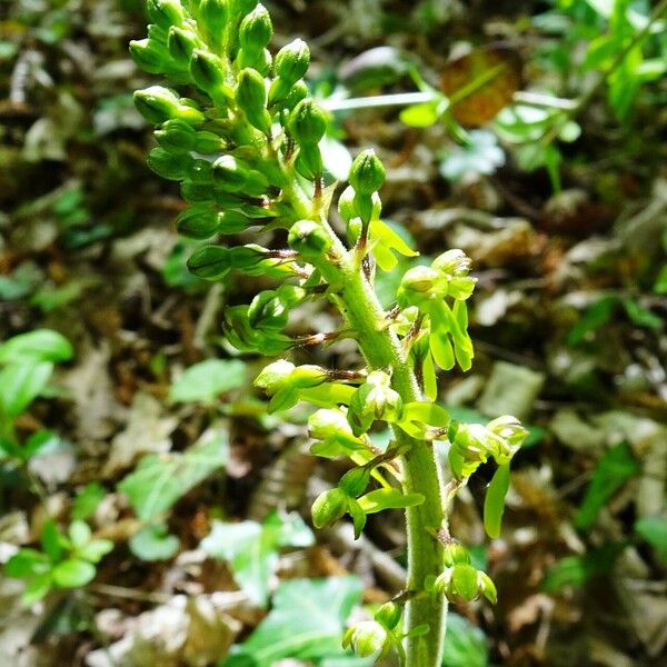 Neottia ovata Flower