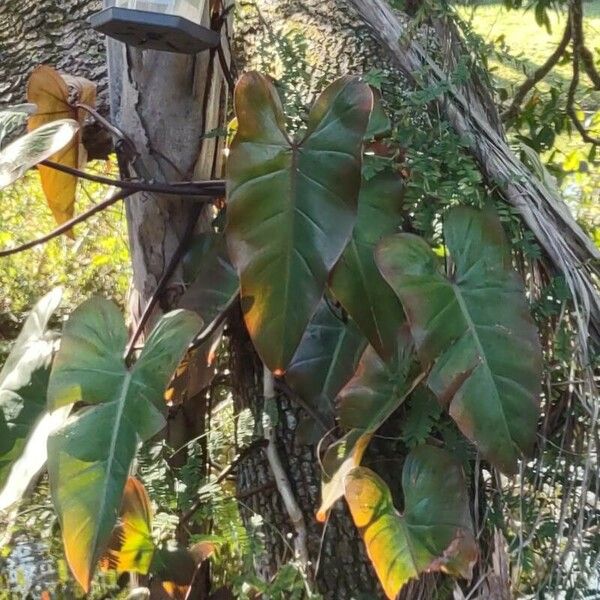 Philodendron erubescens 葉