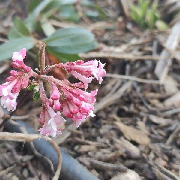 Rhododendron hirsutum Flors