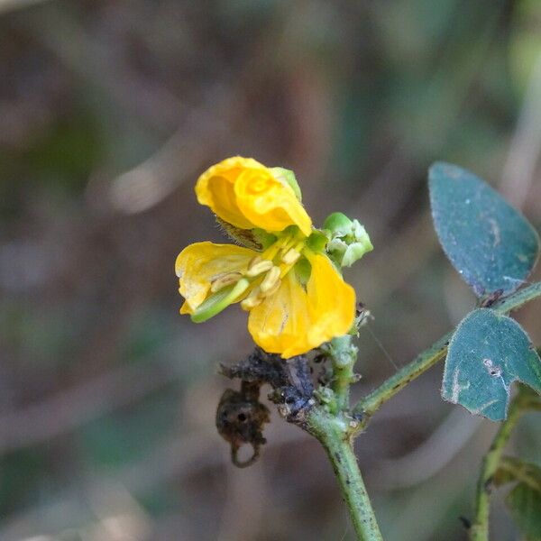 Senna obtusifolia Kukka