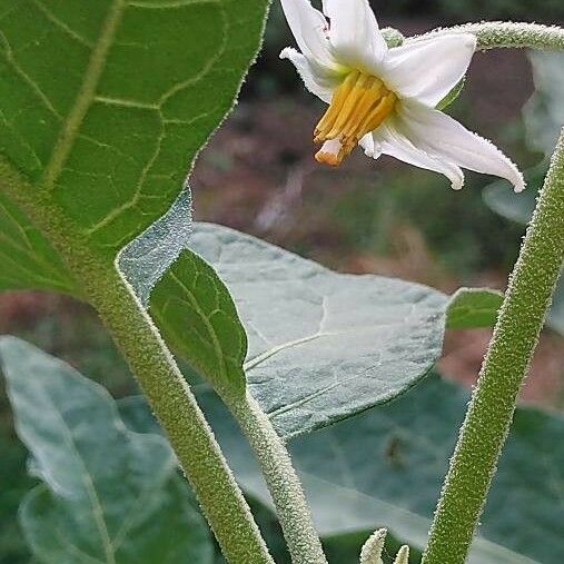 Solanum aethiopicum Blomma