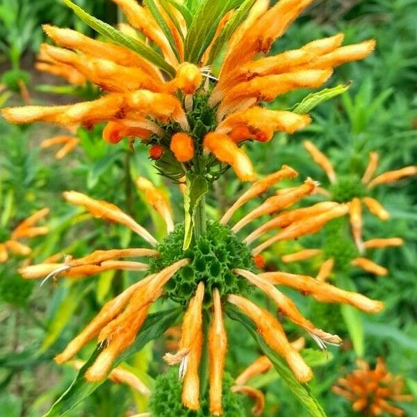 Leonotis leonurus Flower