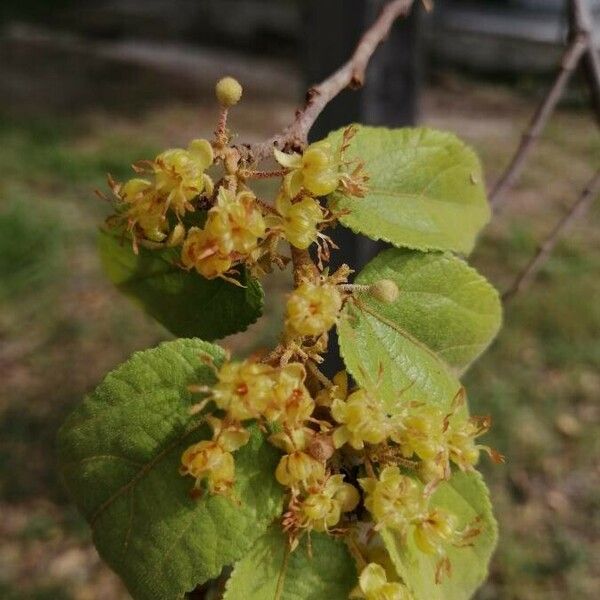 Guazuma ulmifolia 花