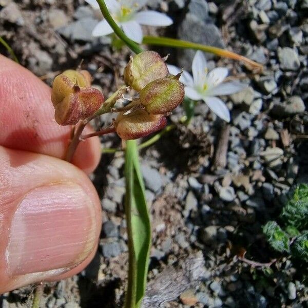 Ornithogalum broteroi Fruit