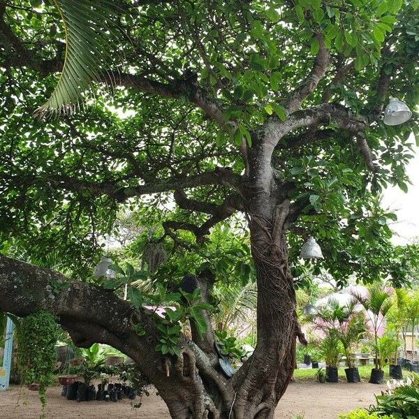 Ficus lutea Buveinė
