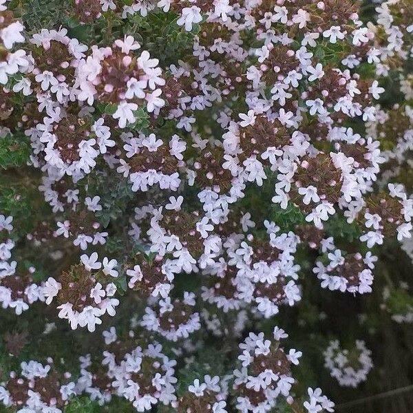 Thymus vulgaris 花