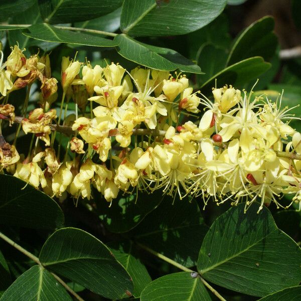 Haematoxylum campechianum Květ