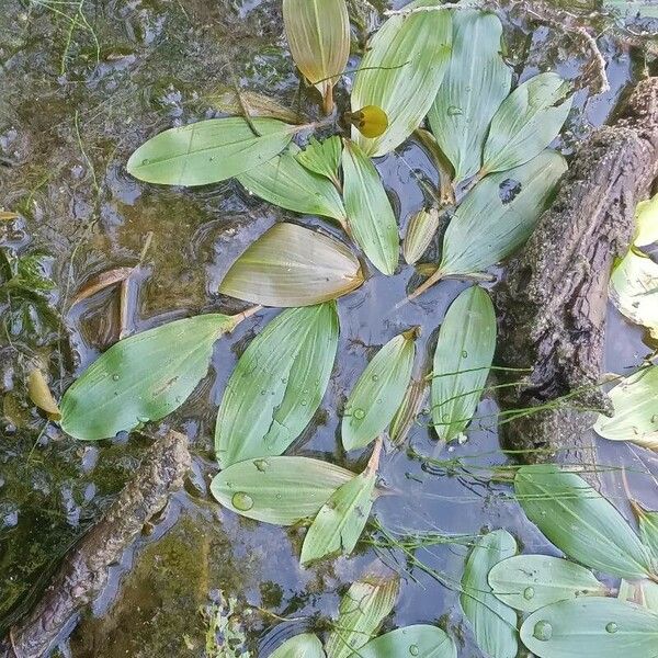 Potamogeton natans Leaf