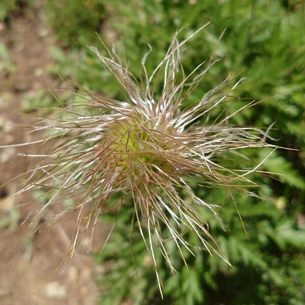 Pulsatilla alpina Fruit