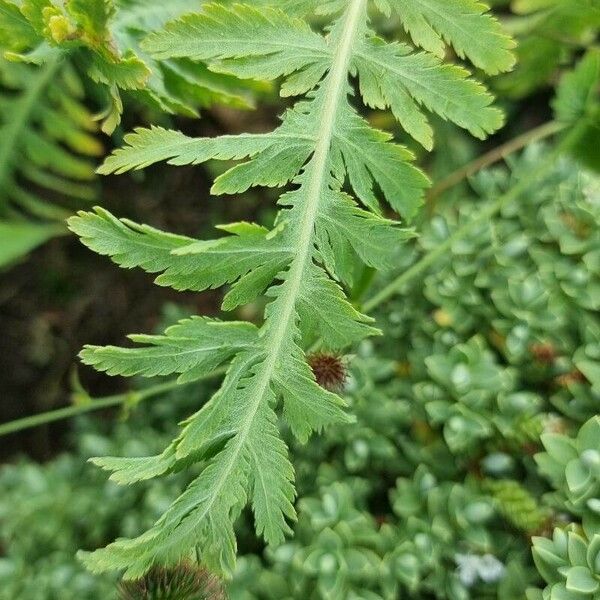 Achillea filipendulina Foglia