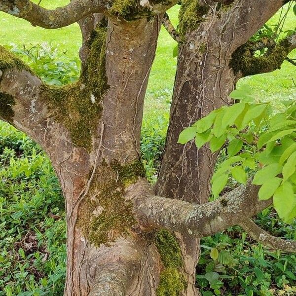 Fraxinus ornus Bark