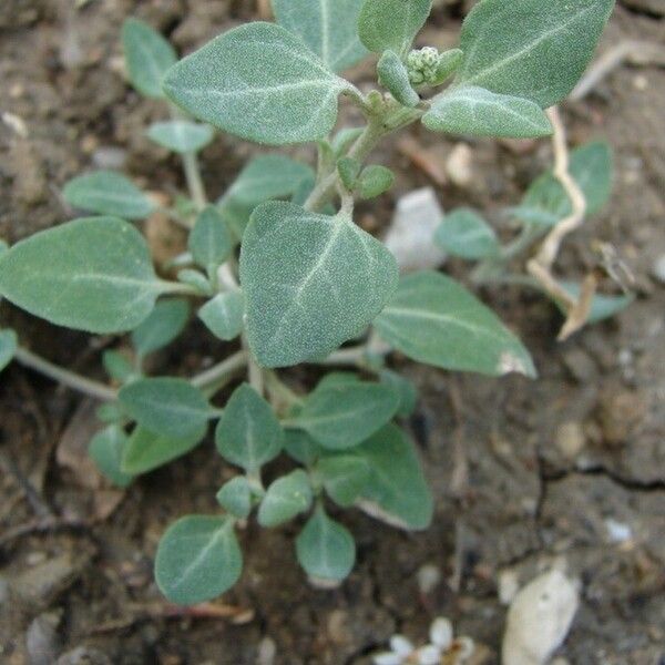 Chenopodium vulvaria List