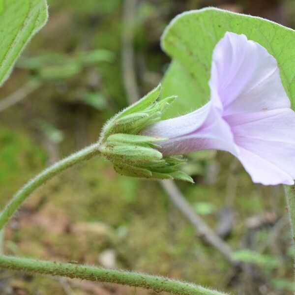 Argyreia argentea Blodyn