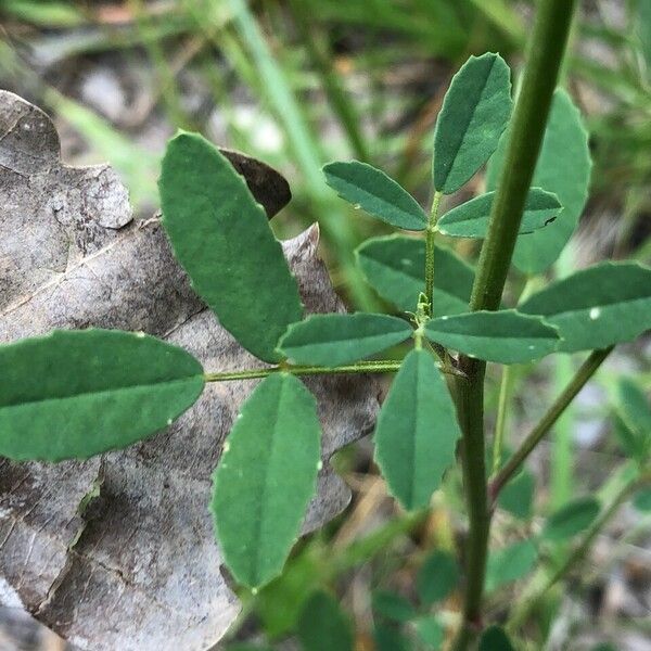 Melilotus albus Foglia