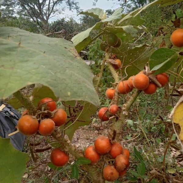 Solanum quitoense Gyümölcs