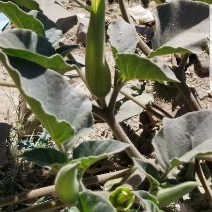 Datura wrightii Frunză