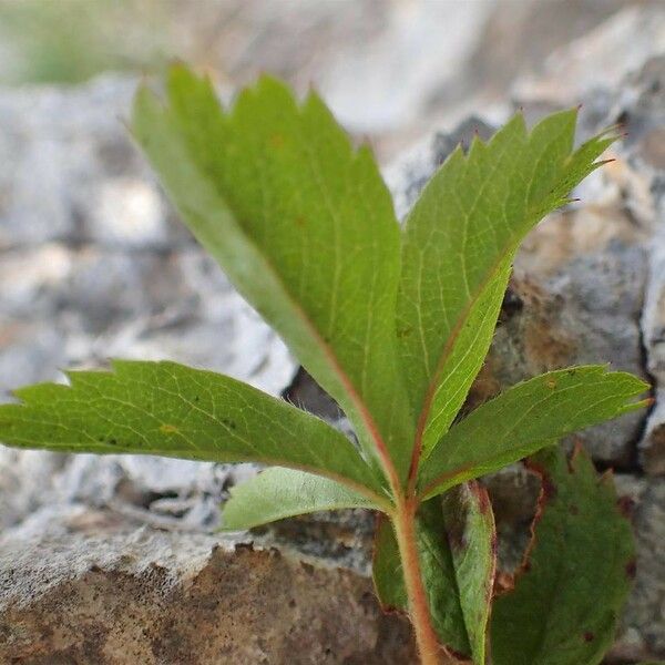 Potentilla caulescens পাতা