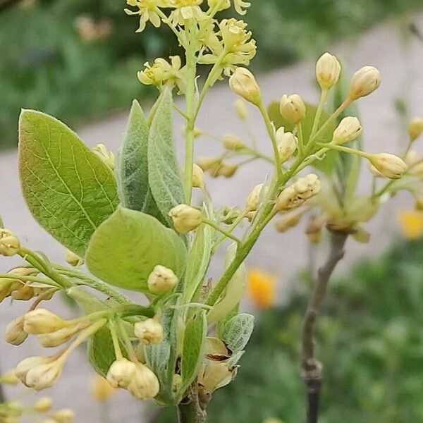 Sassafras albidum Blüte