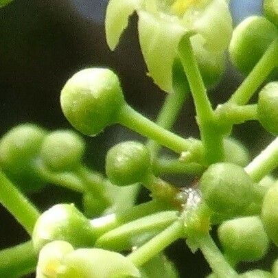 Celastrus paniculatus 花