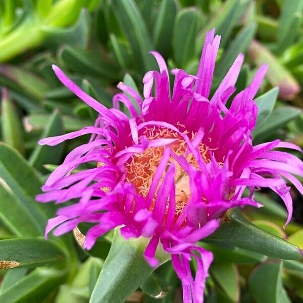 Carpobrotus acinaciformis Cvet