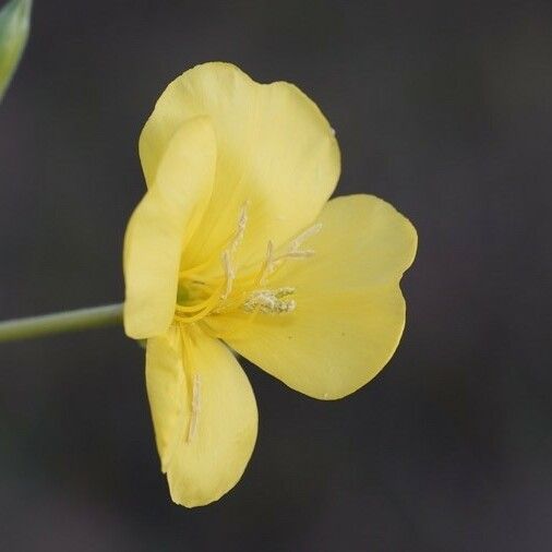 Oenothera biennis Žiedas