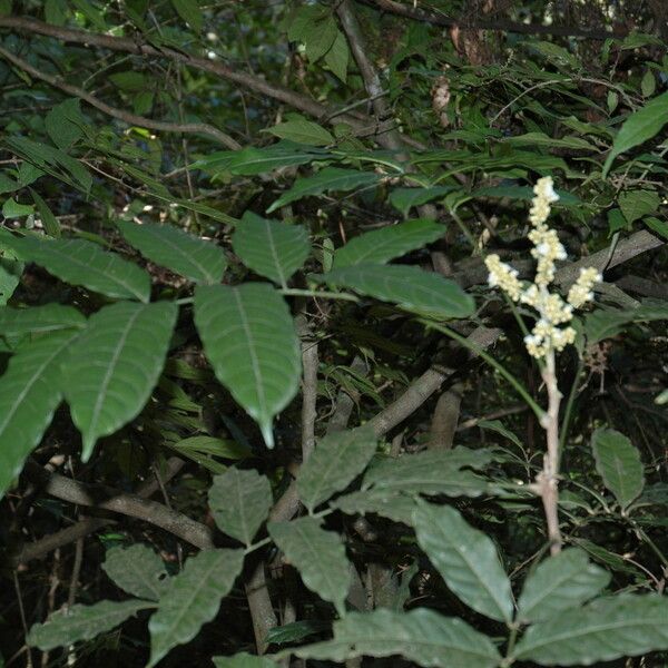 Lepisanthes tetraphylla Habit