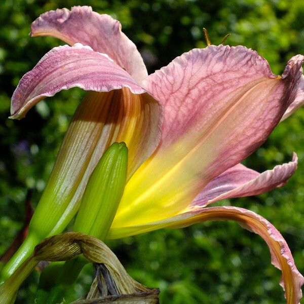 Hemerocallis fulva Blodyn