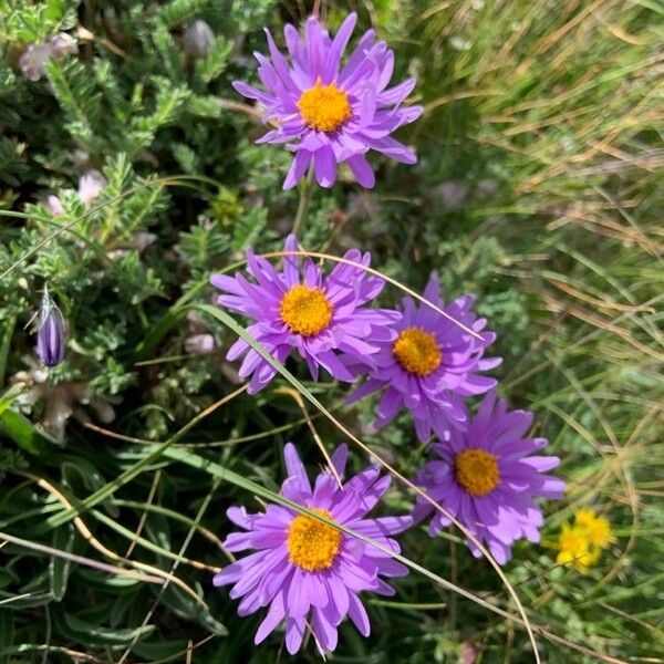 Aster alpinus Цвят