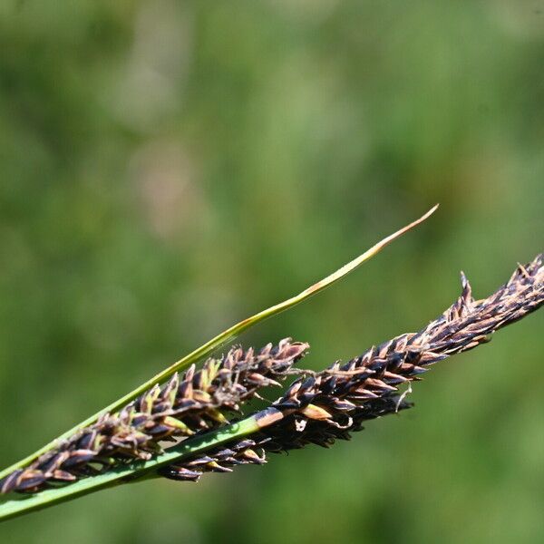 Carex nigra Кветка