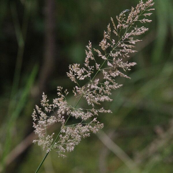 Agrostis gigantea Kukka