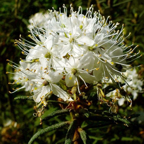 Rhododendron tomentosum Blomst