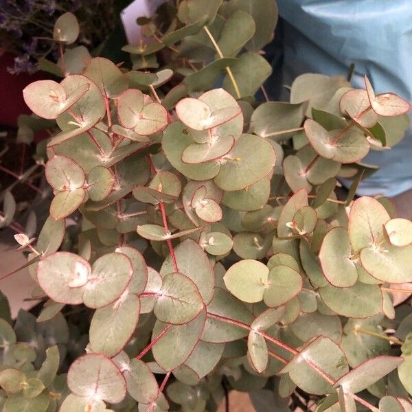 Eucalyptus cinerea Folha