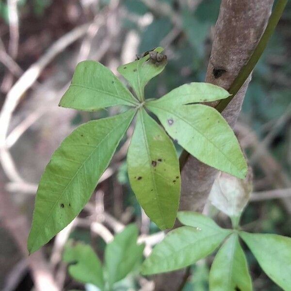 Ipomoea cairica Leaf