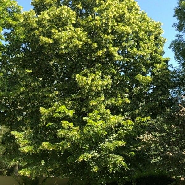 Tilia platyphyllos Hàbitat