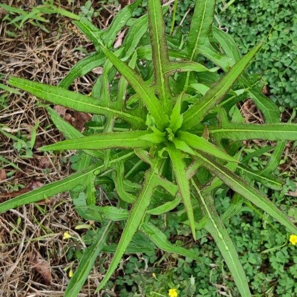 Lactuca canadensis Blad