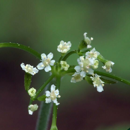 Osmorhiza berteroi Flower