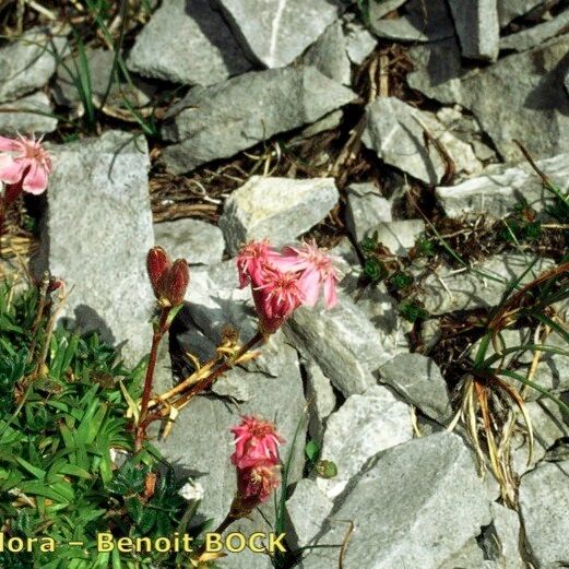 Saponaria caespitosa Muu