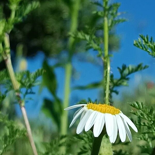 Anthemis cotula Цветок