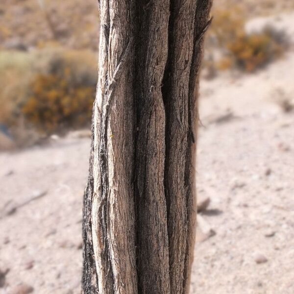 Aloysia deserticola Bark