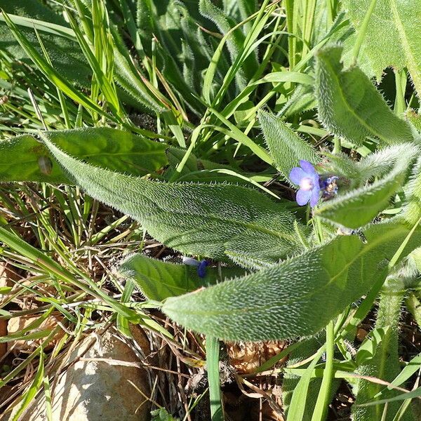 Anchusa italica Leaf