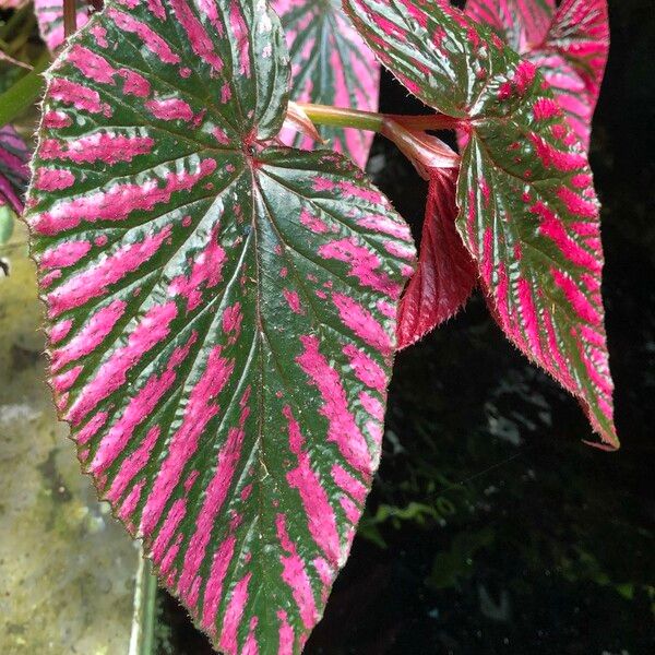 Begonia brevirimosa Leaf