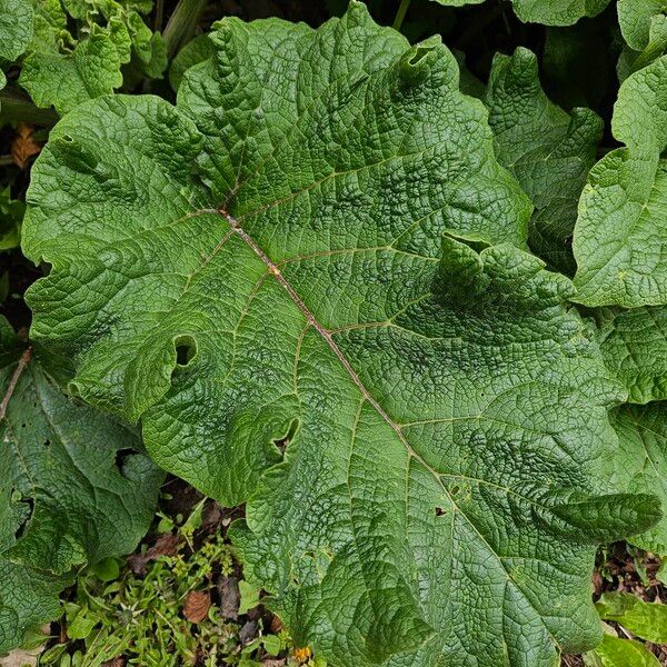 Arctium nemorosum Lapas